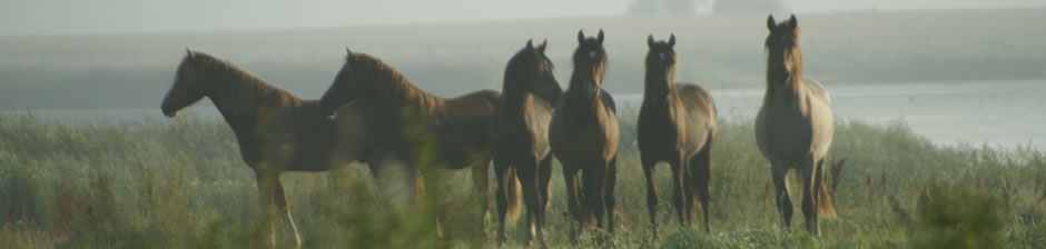 Pferde im Morgennebel