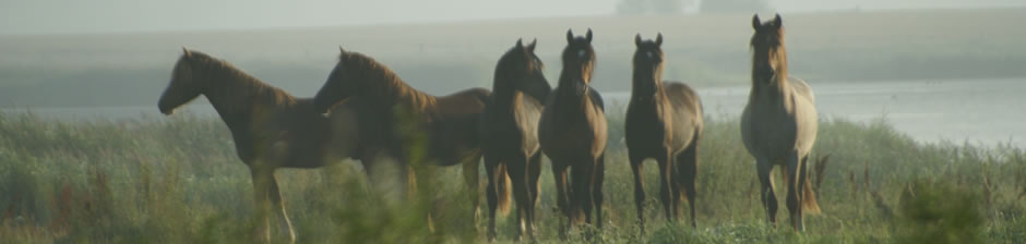 Nachmittags reiten lernen, Abends in der Ferienwohnung den Ostsee Urlaub genißen Pferde im Morgennebel