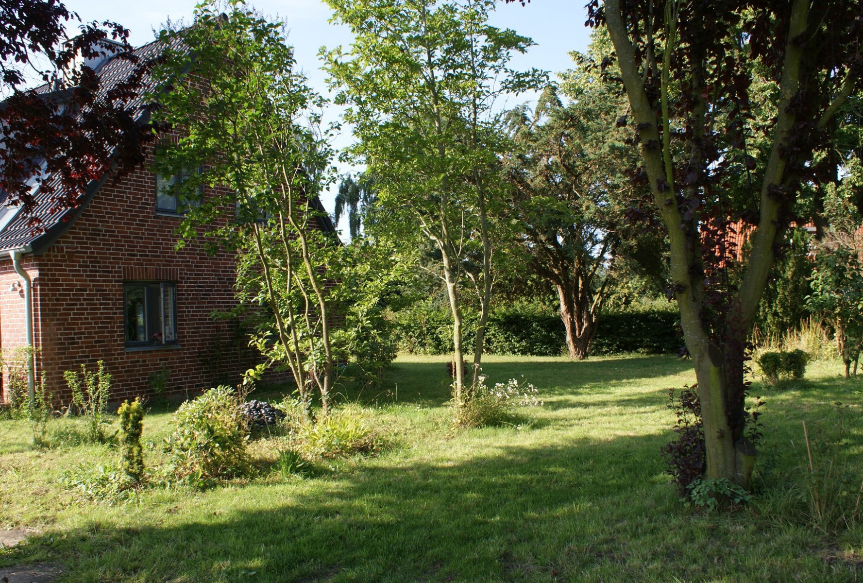 Alter.Baumbestand.OstseeFerienhaus Sehlendorfer Strand