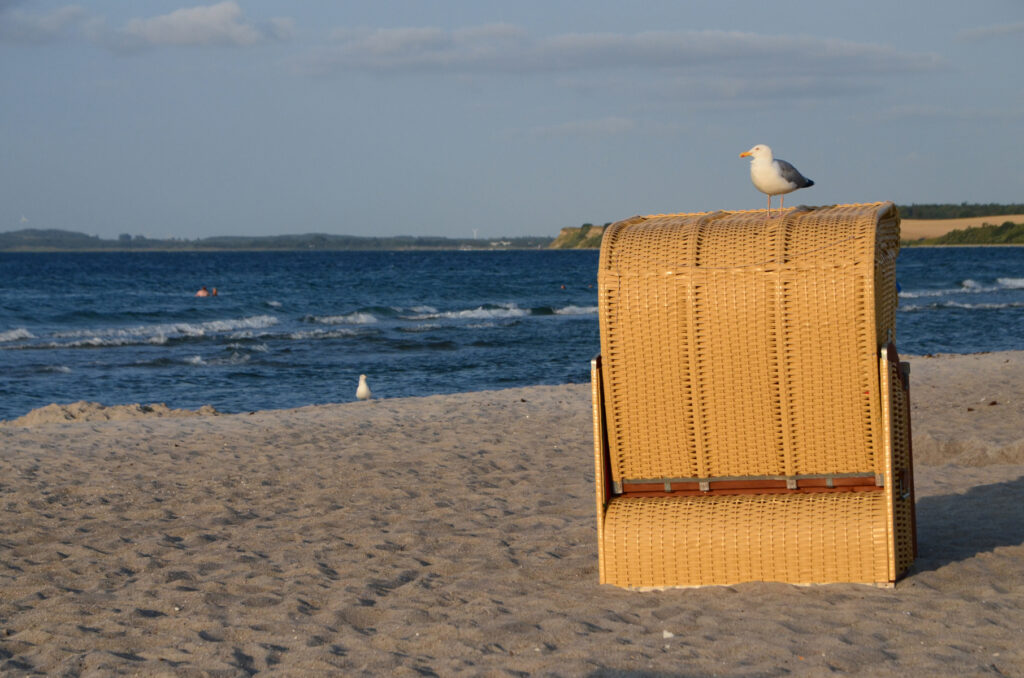 Eine Möwe sitzt auf einem Strandkorb und sonnt sich in der Abendsonne