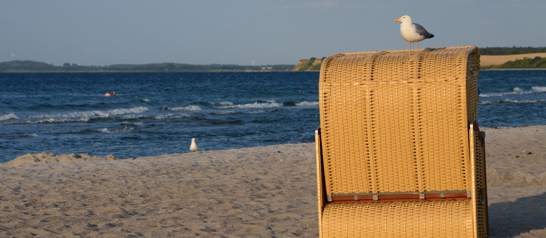 Eine Möwe sitzt auf einem Strandkorb und sonnt sich in der Abendsonne