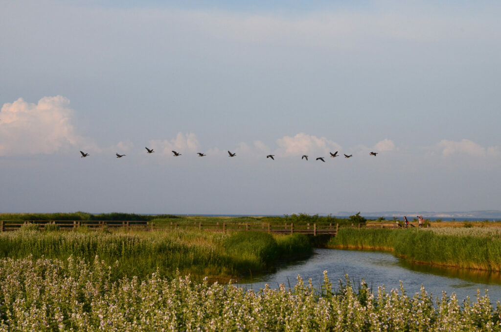 Zwölf Graugänse fliegen hintereinander über das Naturschutzgebiet Sehlendorfer Binnensee. Im Hintergrund laufen zwei Personen über einen Steg aus Holz.