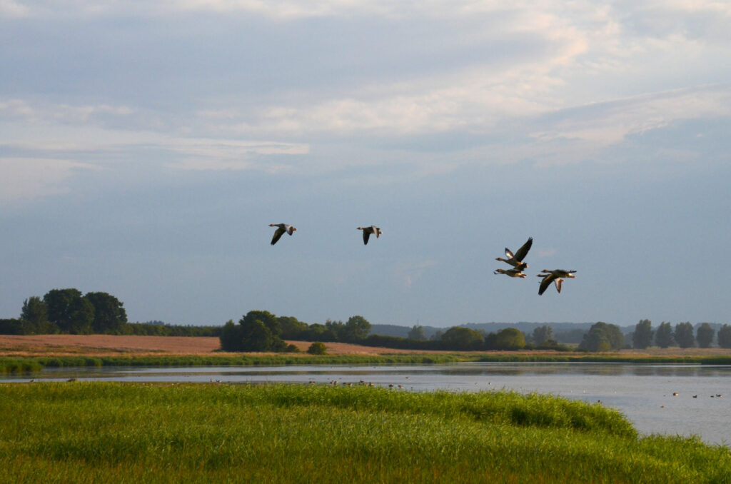 Sechs Graugänse fliegen über das Naturschutzgebiet am Sehlendorfer Binnensee.