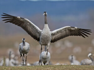Ein Kranich breitet seine Flügel aus.
