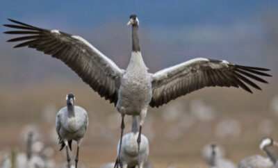 Ein Naturerlebnislehrpfad an der Hohwachter Bucht