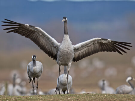 Ein Kranich breitet seine Flügel aus.