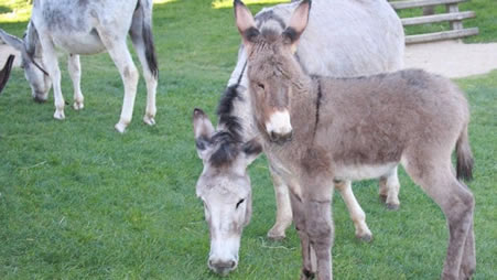 Vier Esel stehen auf einer Wiese