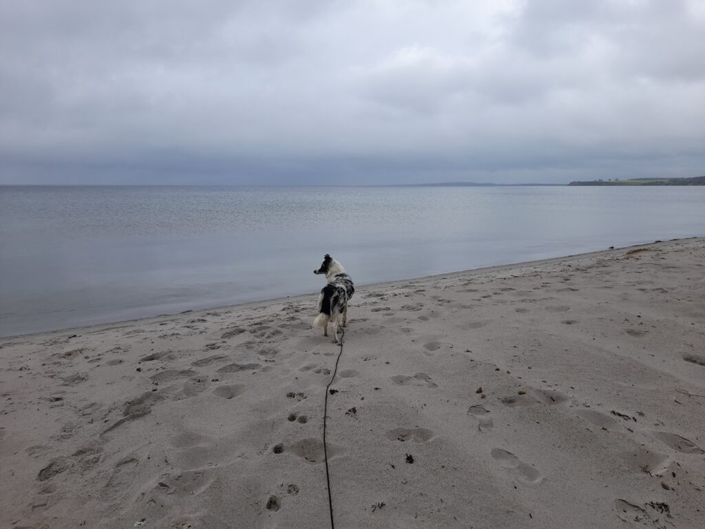 Ein angeleinter Hund am Sehlendorfer Strand