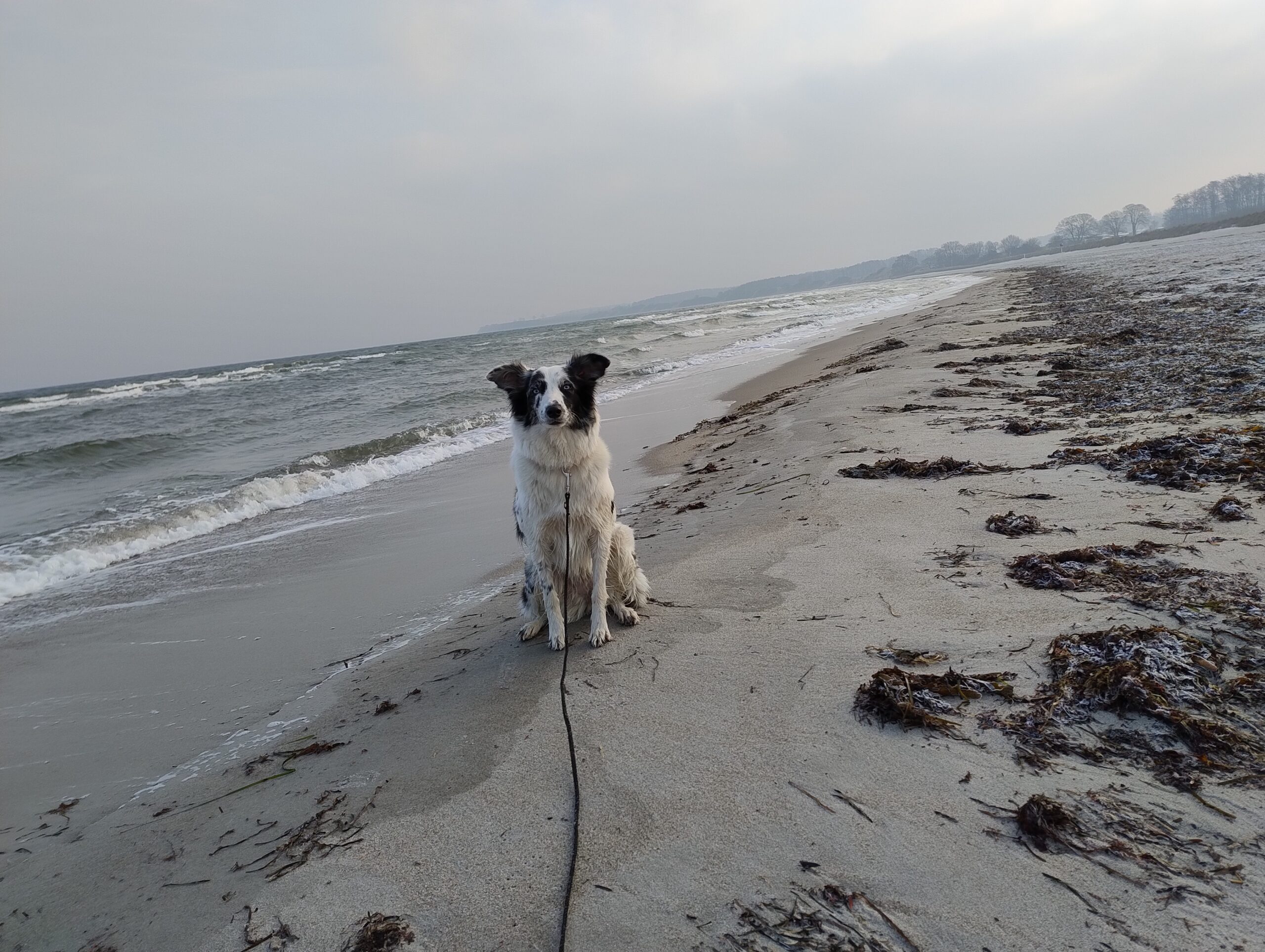 Angeleinter Hund am Sehlendorfer Strand